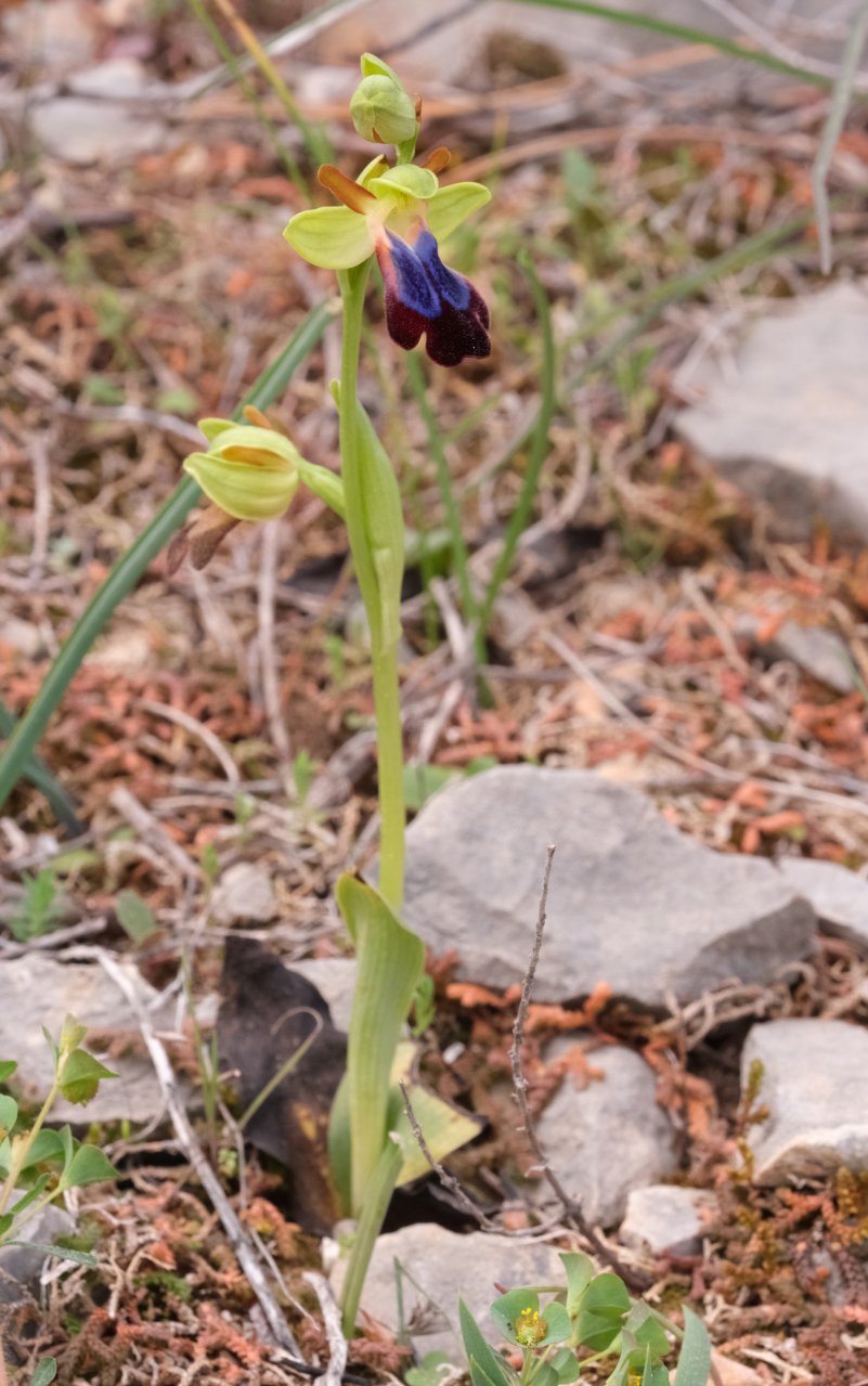 Anno nuovo, orchidee nuove: dalla Grecia con passione.